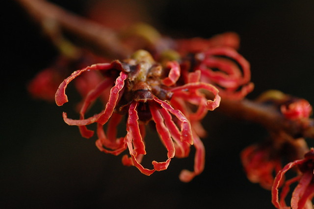Bright red blossom on the winter flowering Hamamelis x intermedia