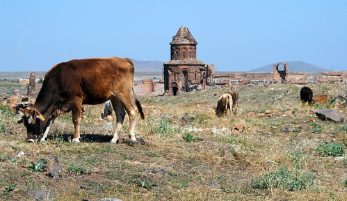 cattle worshipping at the church of st. gregory, ani