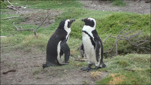 A pair of penguins