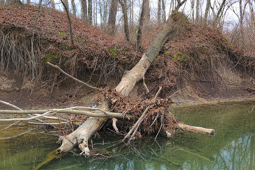 Fallen tree in Fishpot Creek, at Vance Trails Park, in Valley Park, Missouri, USA