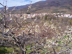 Ruta Cerezo en Flor (Valdo Jerte)