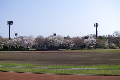 Race track sakura