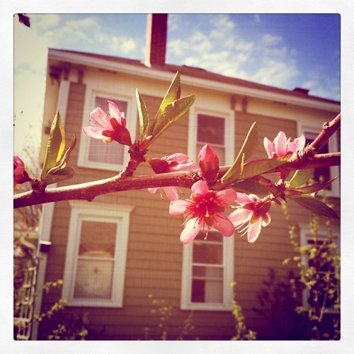 peach blossoms in the garden