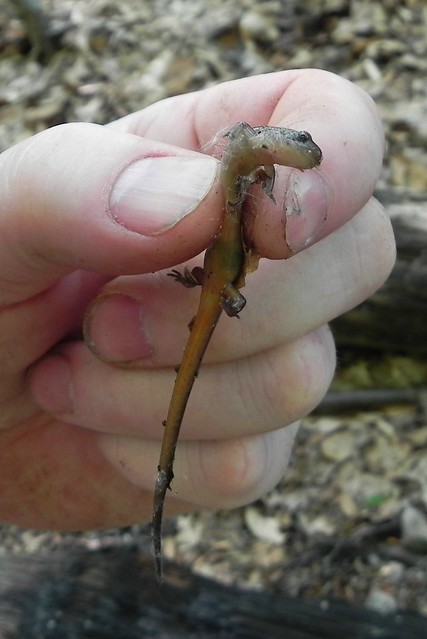 Two-Lined Salamander