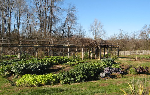 Veggie garden
