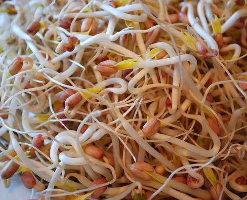 mung bean sprouts 3