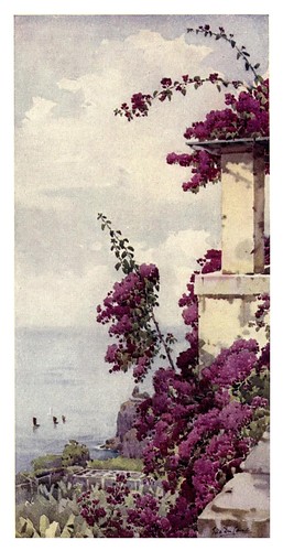 018-Buganvilla purpura en Madeira-The flowers and gardens of Madeira - Du Cane Florence 1909
