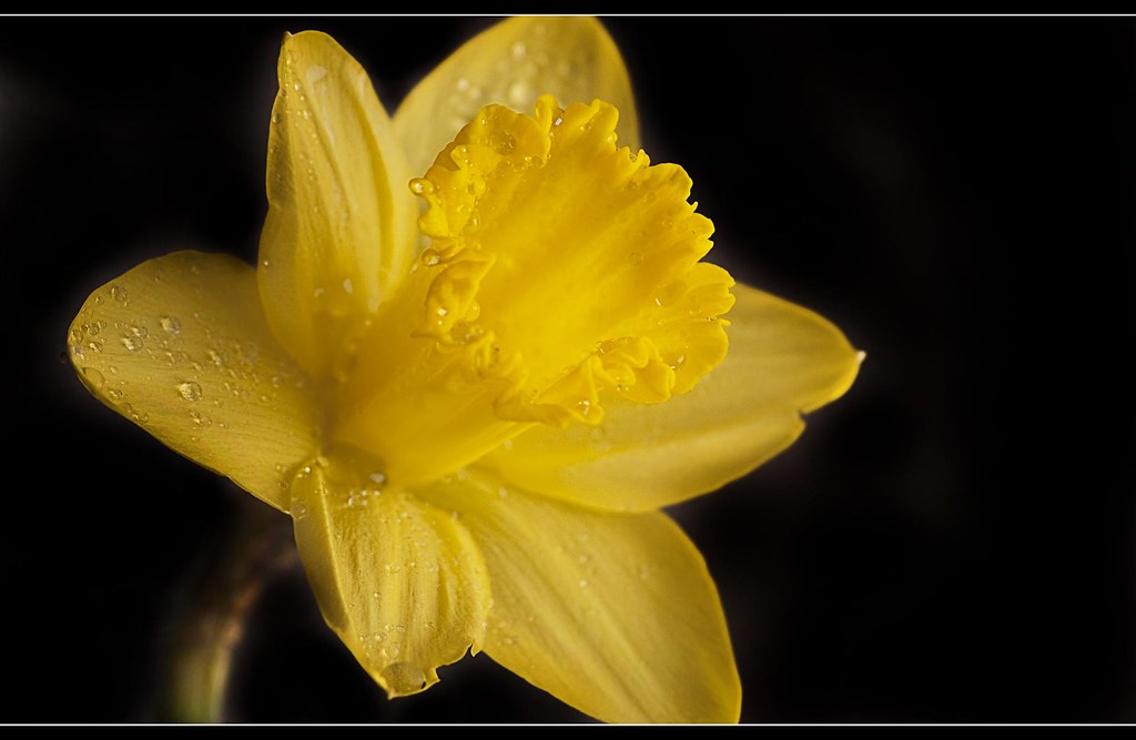 Daffodil (22 of 365)