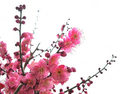 西九条公園 Ume flowers in 30% bloom