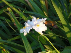 Iris japonica: In the sun