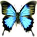 blue butterfly bug