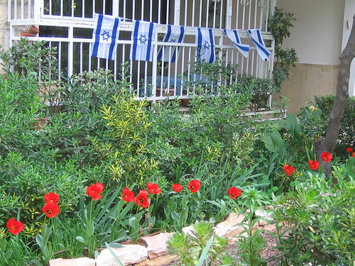 Jerusalem Tulip Flower. Jerusalem Tulip: Red white and blue