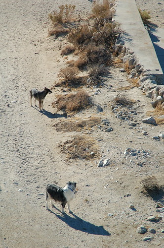 Dogs in the Jacumba desert near San Diego.