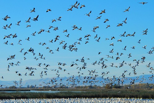 Thousands of geese