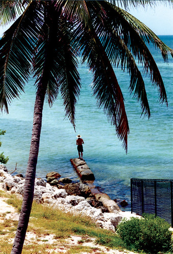 Pointing Palm Tree, Bahia Honda, 2000