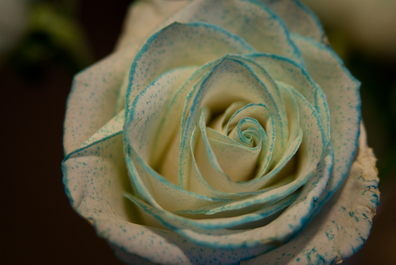 Day 87: Blue Edged Rose