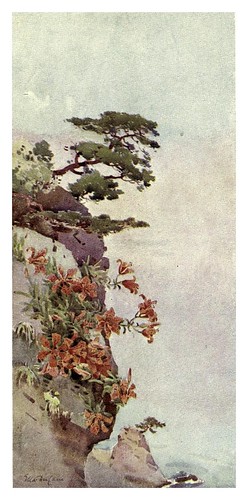 011- Lirios en las rocas-Atami-The flowers and gardens of Japan (1908)-  Ella Du Cane