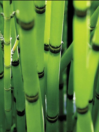 Bamboo iPad Wallpaper