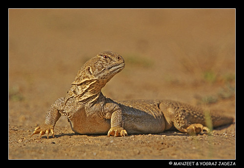 Spiny tailed lizard