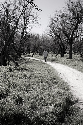 A path among the yet-to-bloom mesquite trees in Catalina State Park.