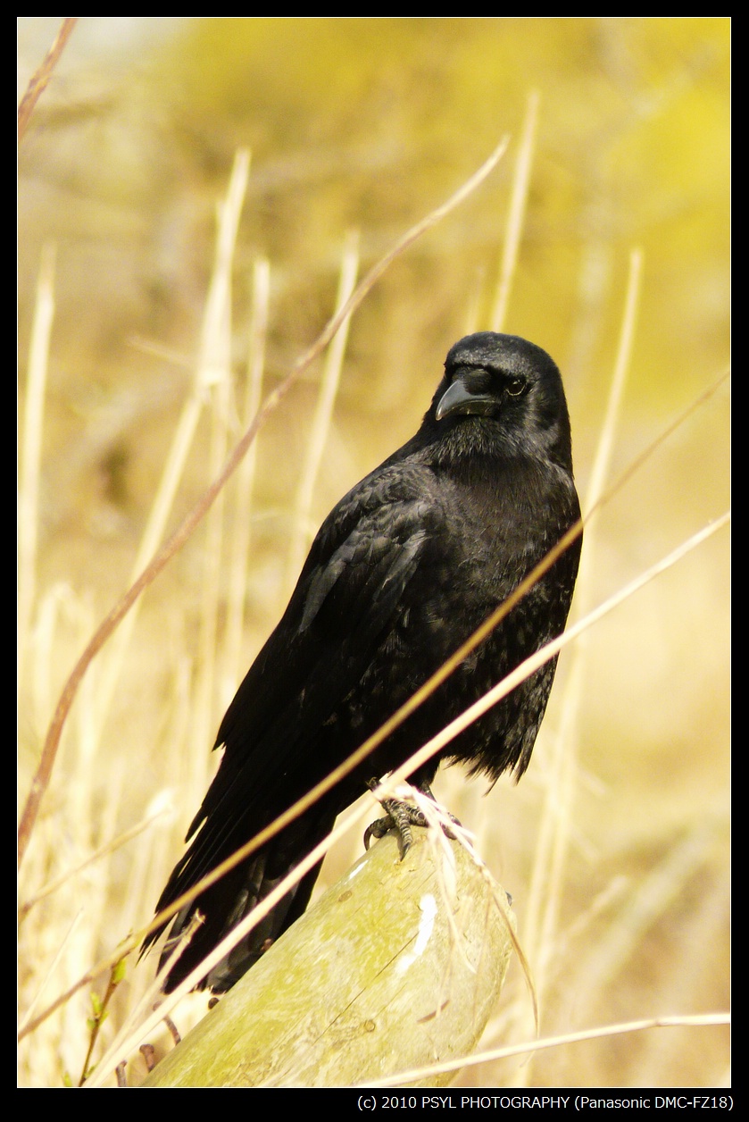 Northwestern Crow (Corvus caurinus)