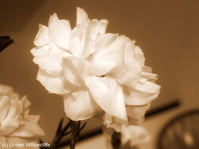 Vintage Carnation