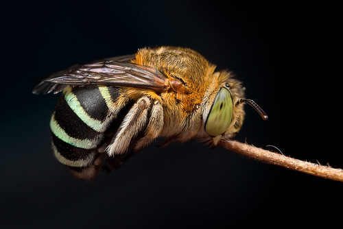 Long Tongued Blue Banded Bee is back ...
