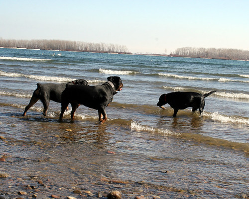 Our dog playing with some friendly Rottweilers at Cherry Beach, Lake Ontario, Toronto
