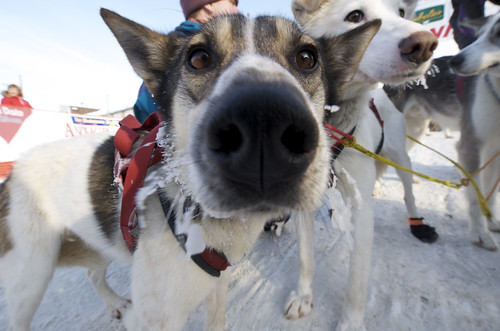 Dog Nose by Bering Land Bridge National Preserve, on Flickr