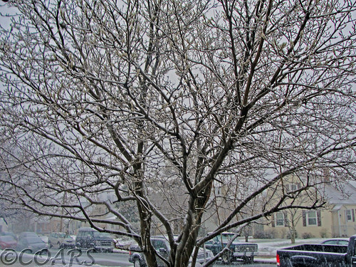 Snow Tree @WM