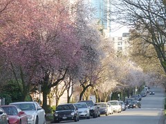 2月に咲いたダウンタウンの桜 - ３ -