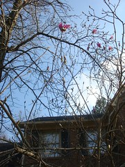 House In Spring