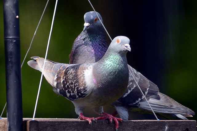 feeder pigeons 4