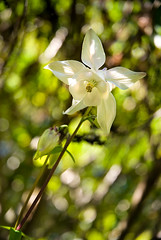 White Flower - Fleur blanche