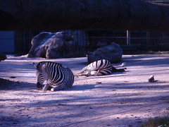 zebra sleeping