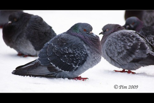 Cold Parisian pigeons in the snow Explored !!! Highest position: 399 on Monday, December 21, 2009  These day are cold and snowy as you can see it :-)  Enjoy the snow, feel Christmas coming...  100 views after a few hours only ? What