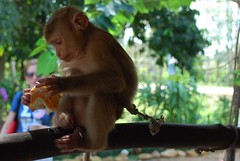 monkey having cookie