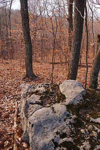 Forest and rock, at Engelmann Woods Natural Area, in Saint Albans, Missouri, USA