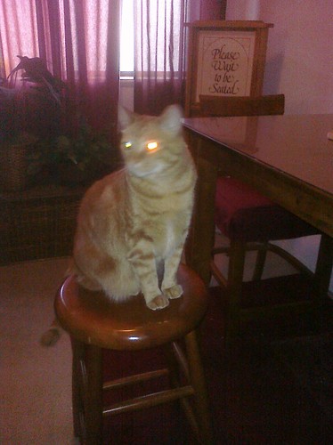 Ptw From his dining room stool Leki watches over the room ready to strike with his laser eyes