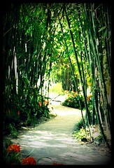 bamboo stand path/Huntington Library