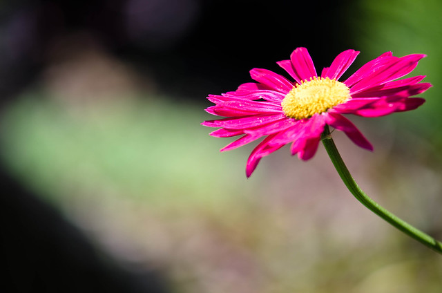 flower with bokeh background