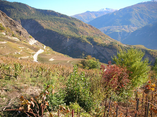 Das Ithaka-Projekt - Mythopia Weingut im Wallis