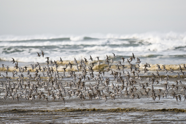 Shorebirds near Pacific Beach