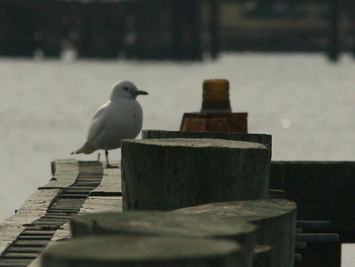 Ivory Gull on piling 20091208