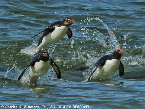 Rockhopper Penguins appear to fly when porpoising IMG_4263