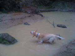  Dog in the Creek