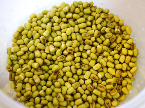 sprouting mung beans