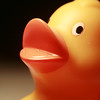 love a duck