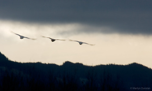 trumpeter swan flying. Trumpeter Swans in Flight