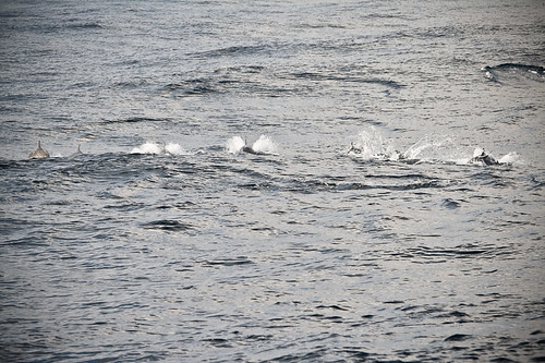 你拍攝的 (036 - 第三次搭旗魚船出海70.0-200.0 mm)2010年02月09日.jpg。